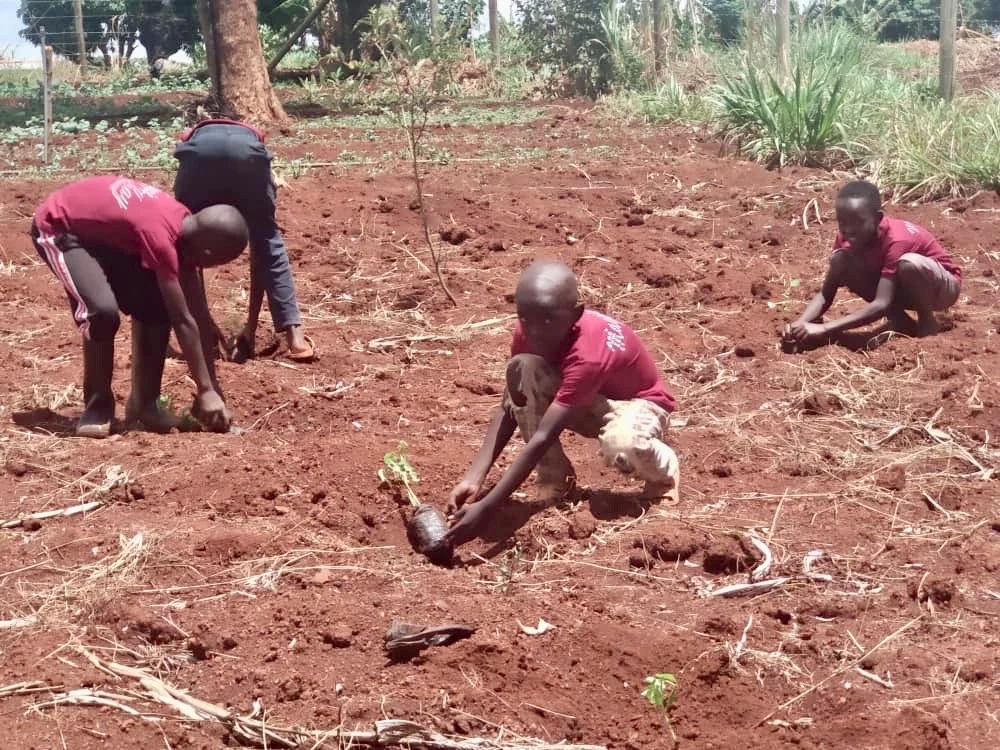 Children planting seedlings in a school garden